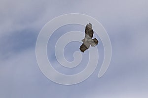Red Tailed Hawk soaring through cloudy skies