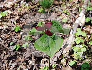 A solitary red trillium flower and green leaves emerging in a spring forest.