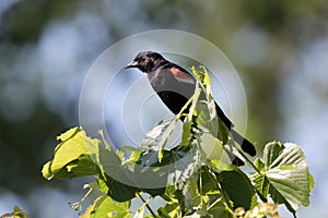 Solitary Red-Winged Blackbird in a Tree