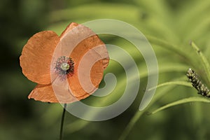 Solitary Remembrance Day poppy flower