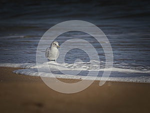 Solitary Ring Billed Gull Standing in Sea Foam