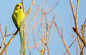 Solitary Ring necked Parakeet perched on a bare branch with clear blue sky background
