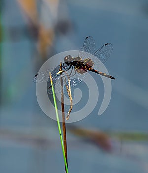 The Solitary Saddleback Dragonfly