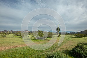 Solitary Saguaro cactus in the Salt River management area near Scottsdale Mesa Phoenix Arizona USA