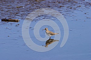 Solitary Sandpiper 612208