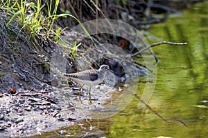 Solitary Sandpiper   801667