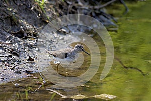 Solitary Sandpiper   801670