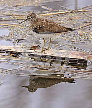 Solitary Sandpiper on the swamp with his reflection on water photo