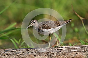 Solitary Sandpiper (Tringa solitaria) photo