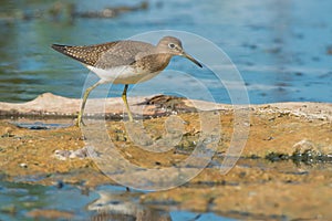 Solitary Sandpiper - Tringa solitaria