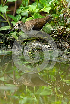 Solitary Sandpiper