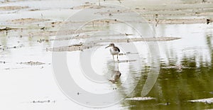 A Solitary Sandpiper Tringa solitaria Shorebird Stands in a Small Pond with a Beautiful Reflection in Eastern Colorado photo