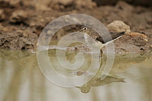 Solitary sandpiper, Tringa solitaria photo