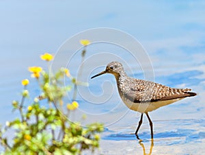 Solitary Sandpiper