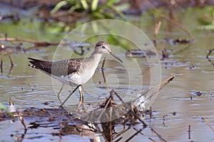 Solitary Sandpiper Tringa solitaria walking on the edge of a pond photo
