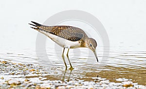 Solitary sandpiper - Tringa solitaria - at waters edge photo