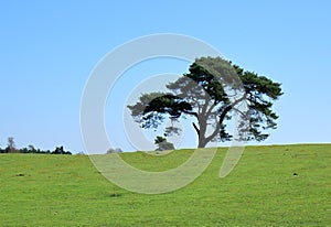 Solitary Scots Pine in a field in the Sevenoaks countryside