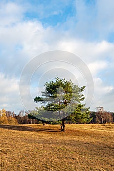 Solitary scots pine in the foreground of a large field with dried grass on the edge of a forest