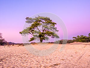 Solitary Scots pine tree, Pinus sylvestris, at twilight, Goois Nature Reserve, Netherlands photo