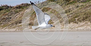 Solitary Seagull Flying in front of Sand Dune