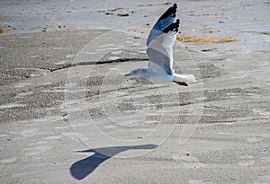 Solitary Seagull Flying Over Beach