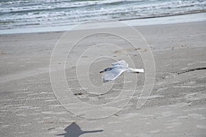 Solitary Seagull Flying Over Beach