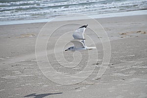 Solitary Seagull Flying Over Beach