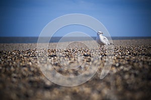 Solitary seagull on the lookout on pebble beach