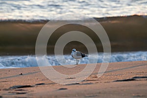 Solitary Seagull on the sand.