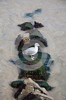 A solitary seagull at the seaside in Swanage in the UK