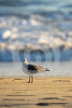 Solitary Seagull standing on the beach.