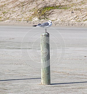 Solitary Seagull Standing on Post