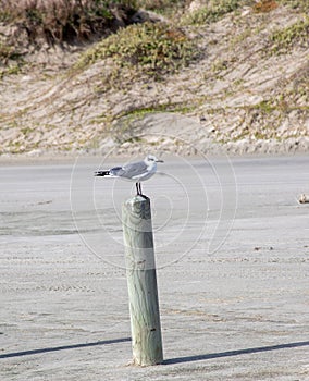 Solitary Seagull Standing on Post