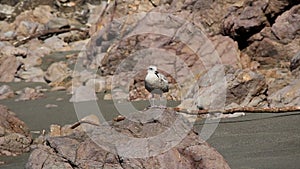 Solitary seagull standing on rock facing towards camera