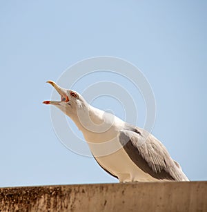 A solitary seagull standing on a roof with its mouth open, screaming