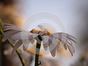 Solitary Shasta Daisy flower on bokeh background