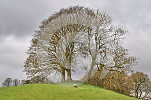 A solitary sheep grazing in an upland field yorkshire dales