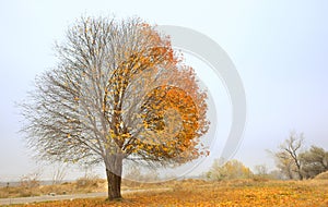 Solitary Single Tree