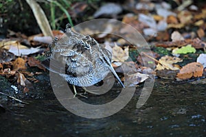 Solitary Snipe (Gallinago solitaria) in Japan photo