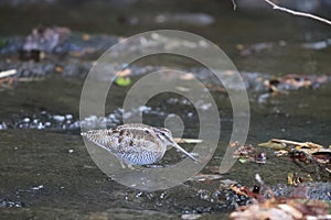 Solitary Snipe (Gallinago solitaria) in Japan photo