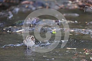 Solitary Snipe (Gallinago solitaria) in Japan photo