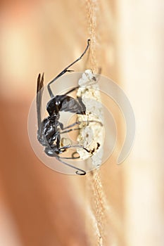 Solitary spider wasp Auplopus carbonarius