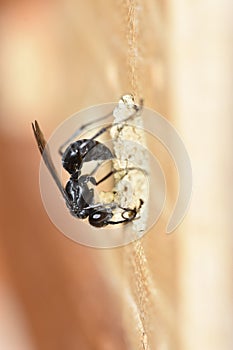 Solitary spider wasp Auplopus carbonarius