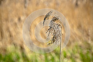 Solitary spike dry grass