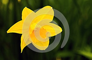 Solitary Spring Daffodil