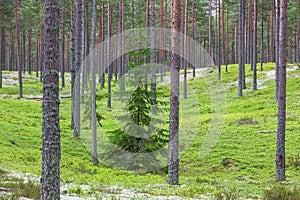 Solitary spruce tree in pine tree forest