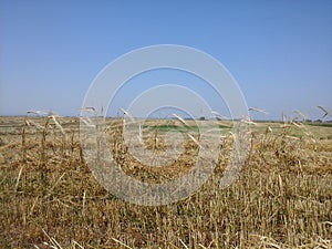 Solitary stalks of Barley