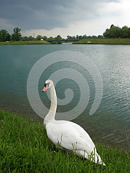 Solitary swan