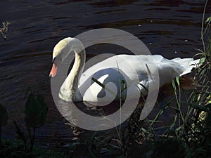A solitary swan, brightly lit by sunlight against dark river waters