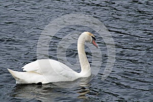 Solitary swan floats on the lake
